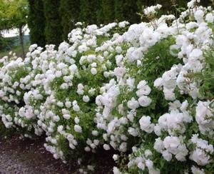 Роза полиантовая: ароматная дымка цветочной россыпи в вашем саду