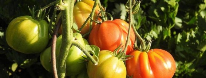 Как пасынковать томаты