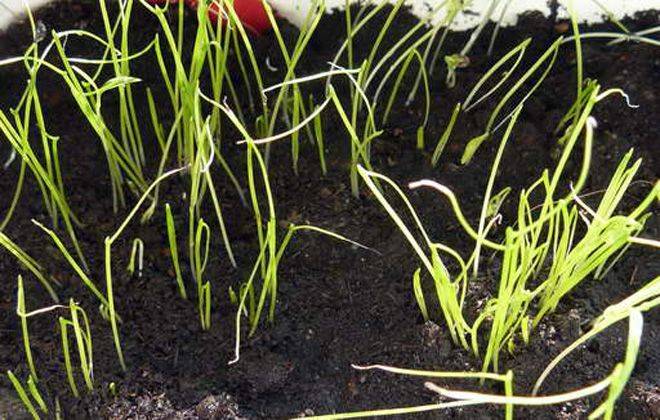 Как вырастить лук из семян за один сезон? лучшие рекомендации и главные советы
