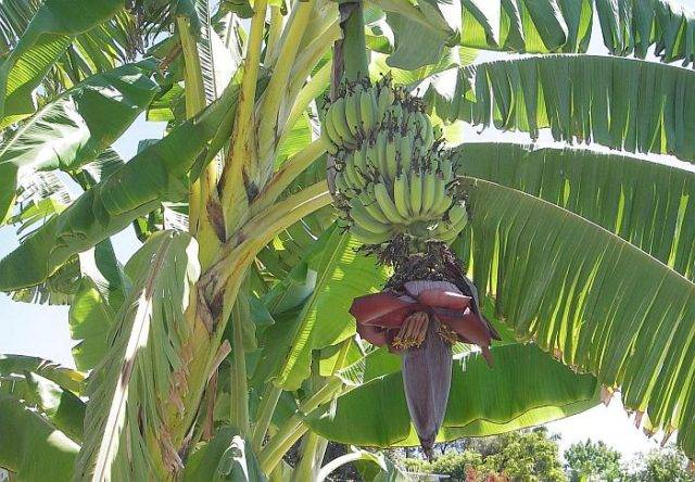 Мини бонсай банана — уход и выращивание