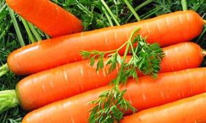 Как лучше обработать семена моркови перед посевом в открытый грунт? способы подготовки и другие нюансы
