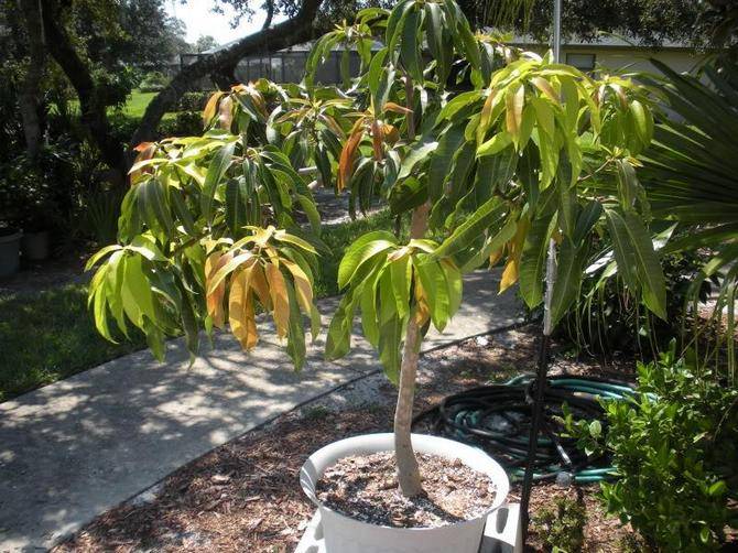 Частица тропиков в квартире: как вырастить манго в домашних условиях