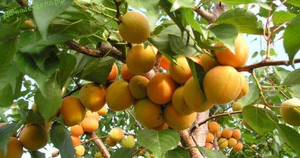 Болезни и вредители абрикосовых деревьев, лечение и профилактика