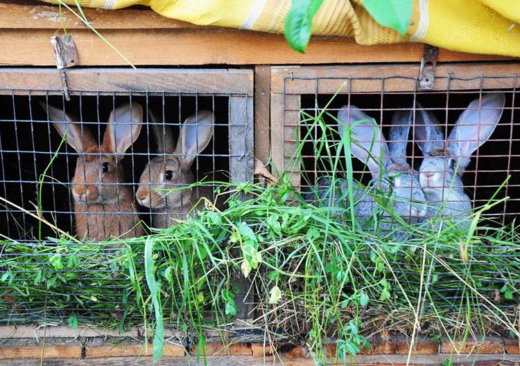 Кролики: разведение, выращивание, кормление
