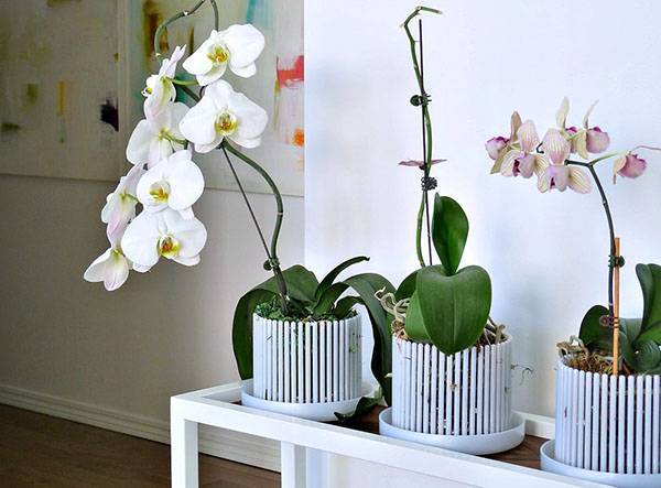 Горшки для орхидей: критерии и варианты выбора