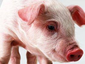 Разведение свиней как бизнес – что нужно учесть, чтобы добиться высокой рентабельности?