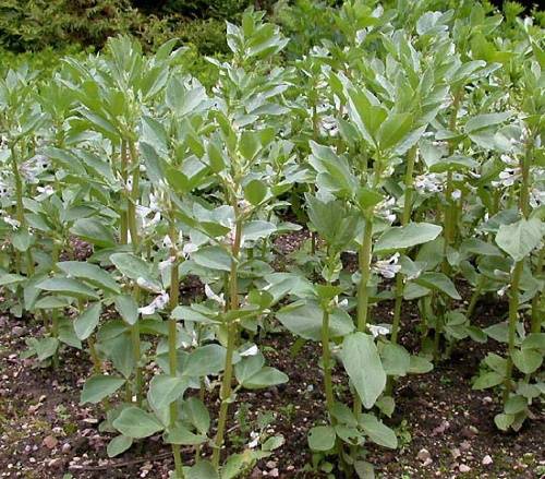 Изучаем, как вырастить душистый горошек — ароматное ампельное растение