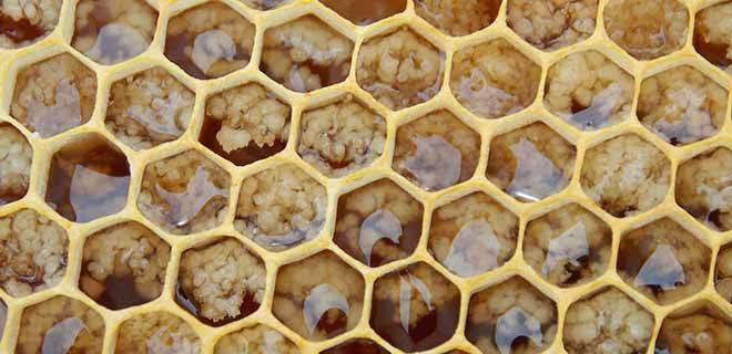 Перга пчелиная – полезные свойства и противопоказания