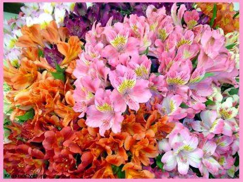 Самые красивые садовые лилии, сорта с фото и названиями