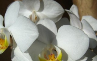 Черная орхидея цветок, особенности ухода, болезни и вредители