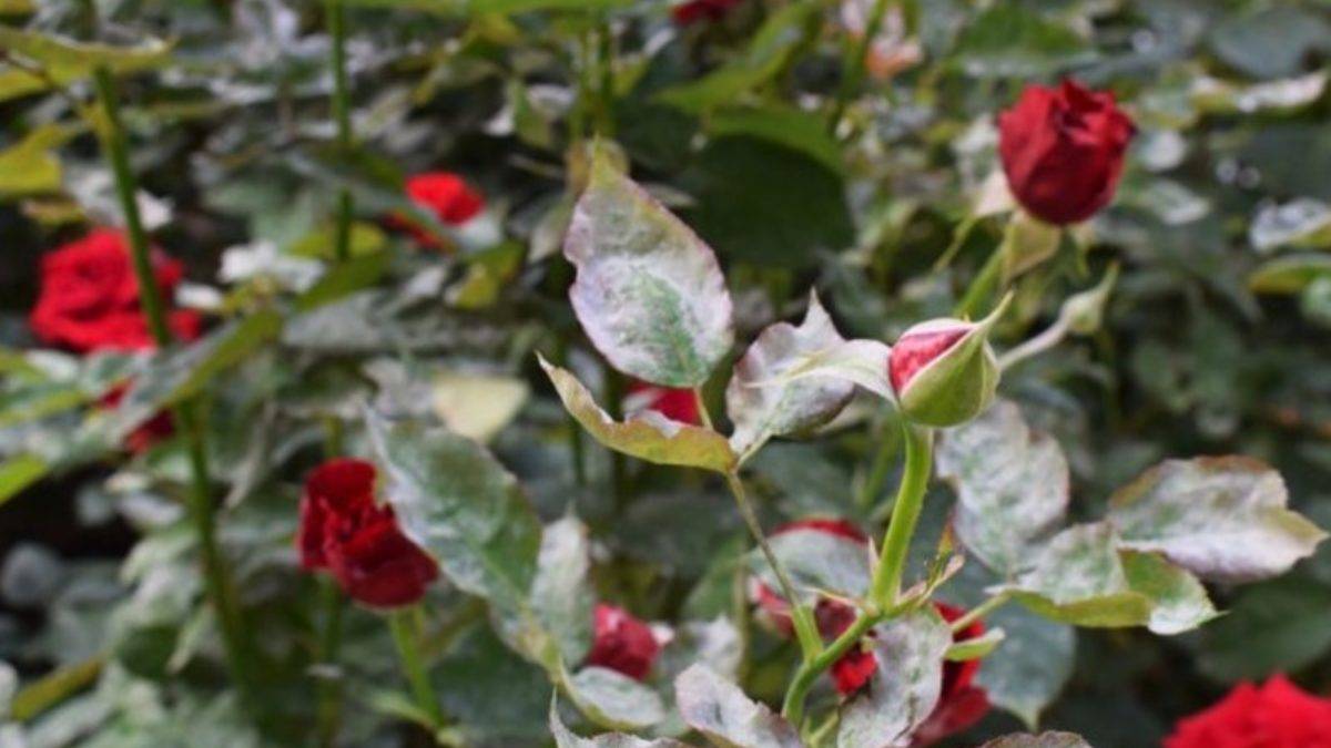 Почему у розы желтеют и опадают листья: спасаем королеву сада