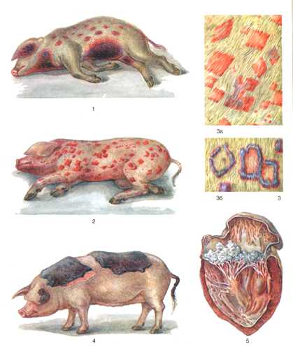 Как распознать и эффективно вылечить рожу свиней