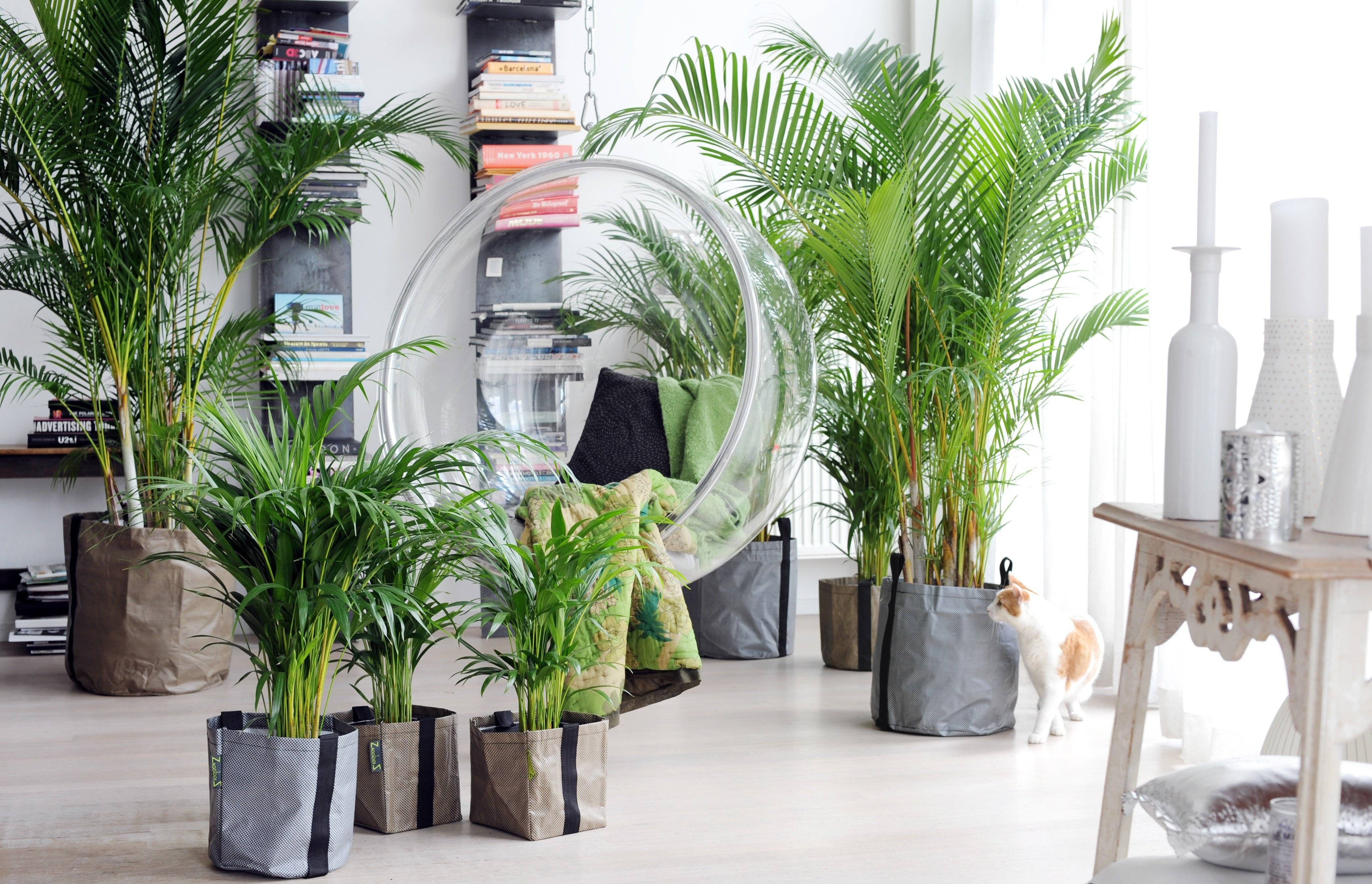 Пальма вашингтония — уход в домашних условиях