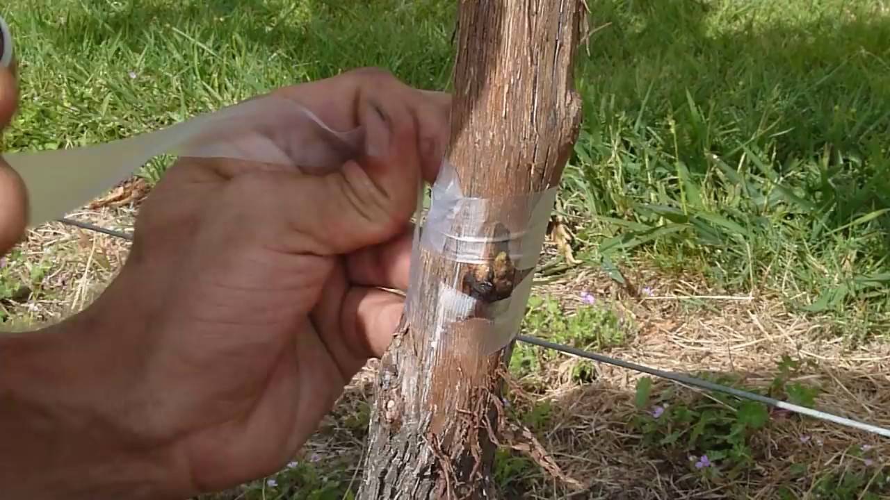 Прививка винограда – пошаговая инструкция для новичков