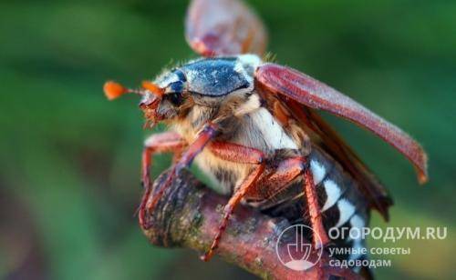 Вред от майского жука и способы борьбы с ним