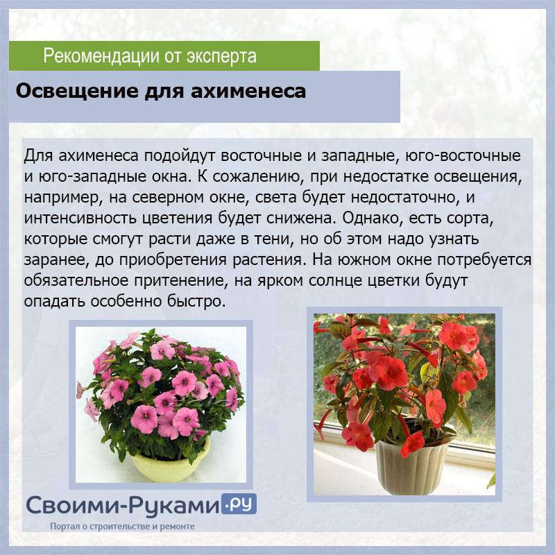 Цветок ахименес, уход и размножение в домашних условиях
