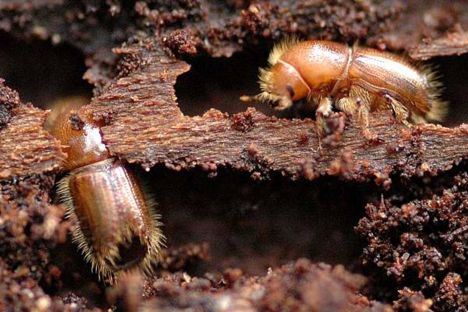 Вред от жука короеда и меры борьбы с ним в саду и в доме