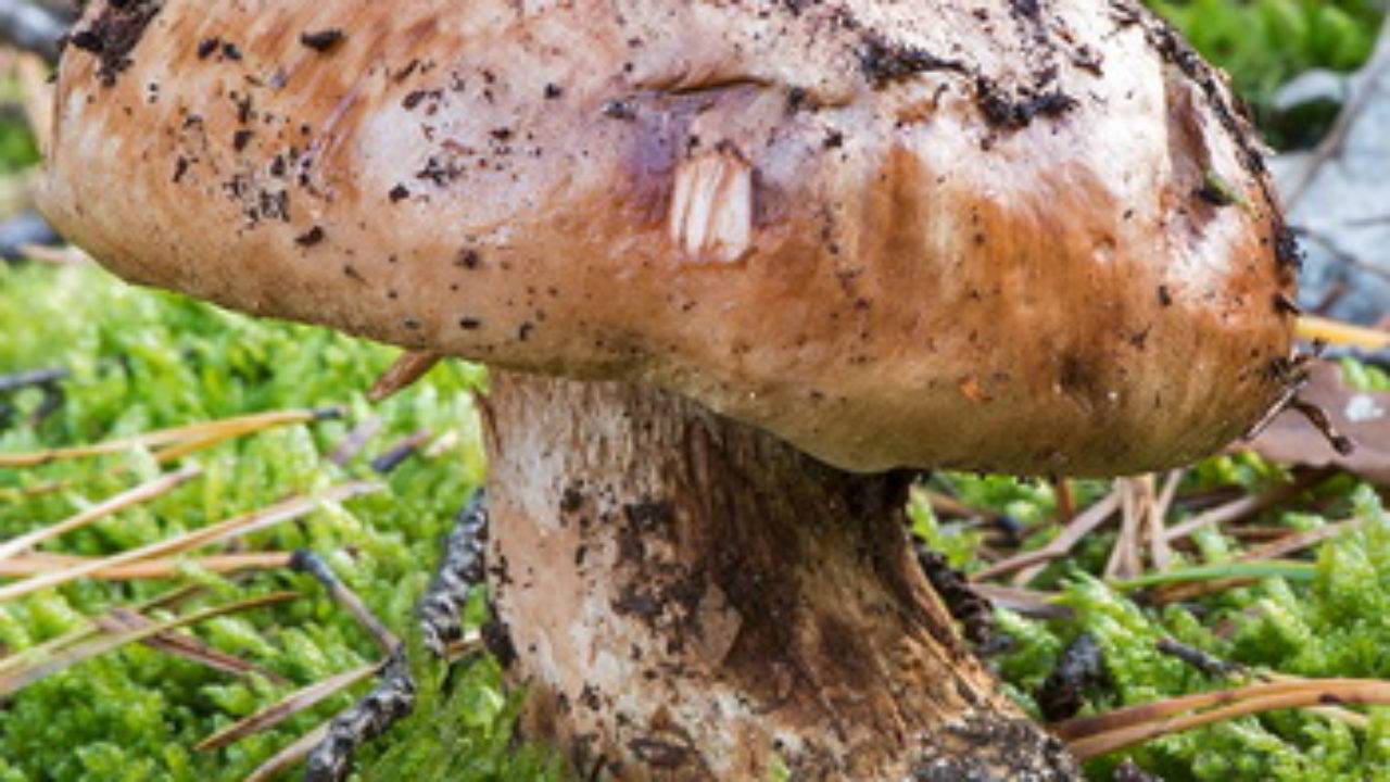 Грибы рядовки: съедобные и несъедобные виды, описание, особенности, свойства гриба семейства рядовковые