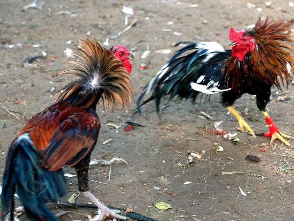 Уникальная птица — бойцовые породы кур