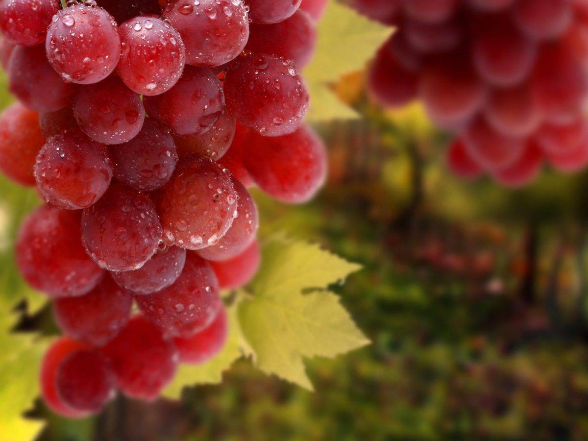 Особенности винограда викинг: непростой характерный сорт для настоящих профессионалов
