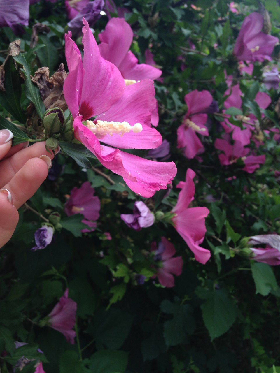 Удивительный цветок эхинацея — полезные свойства и противопоказания