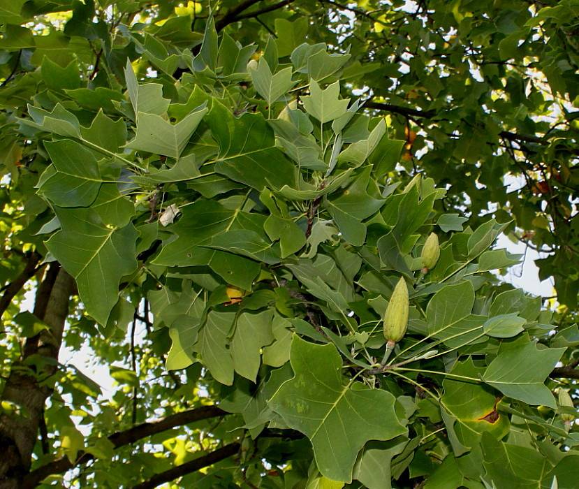 Лириодендрон (тюльпанное дерево)