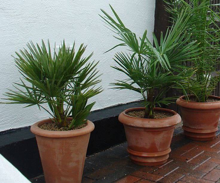 Как вырастить финиковую пальму из косточки в домашних условиях? советы и рекомендации грамотного выращивания