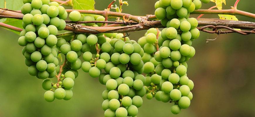 Как вырастить виноград из косточки и что для этого необходимо