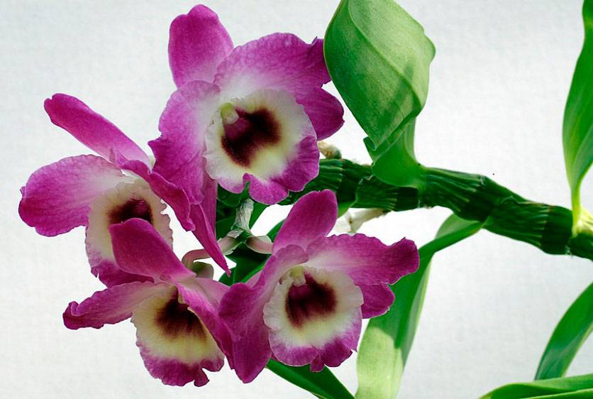 Дендробиум Берри Ода — самая ароматная орхидея