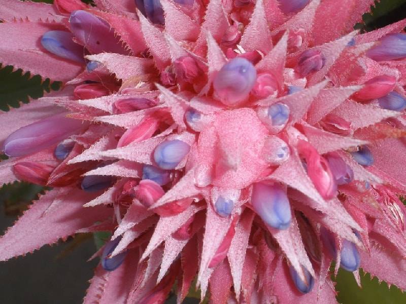 Цветок бромелия: какого внимания требует тропический экзот