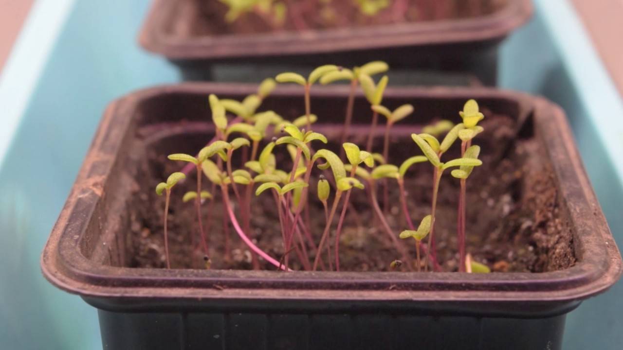 Портулак: выращивание из семян, когда сажать