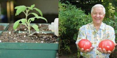 Как правильно поливать рассаду томатов?