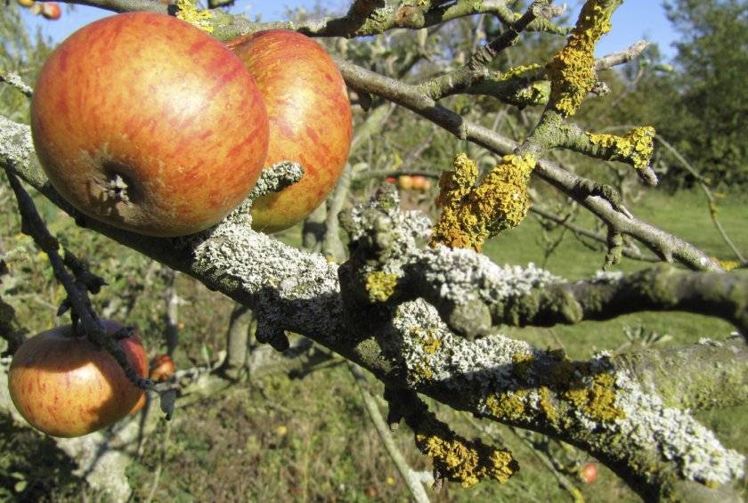 Почему появляется лишайник на яблоне, как избавиться от него – явные причины и простые методы борьбы