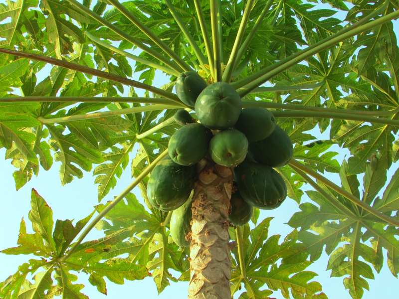 Папайя (дынное дерево) — выращивание в домашних условиях из семян