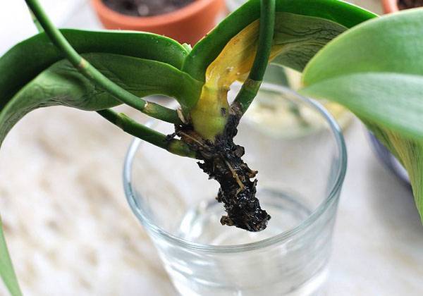 Что делать, если листья орхидеи потеряли тургор и морщинятся? почему возникает проблема?