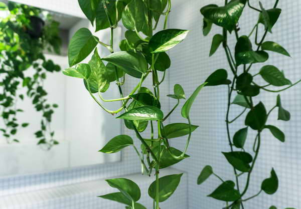 Уход в домашних условиях за комнатным растением — сциндапсус