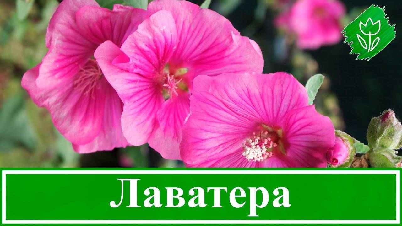Выращивание бархатцев из семян: сроки, правила посадки на рассаду, ухода, пикировки, высадки