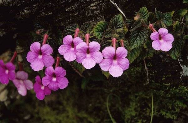 Комнатный цветок ахименес: каталог сортов, фото, уход, пересадка и самостоятельное размножение