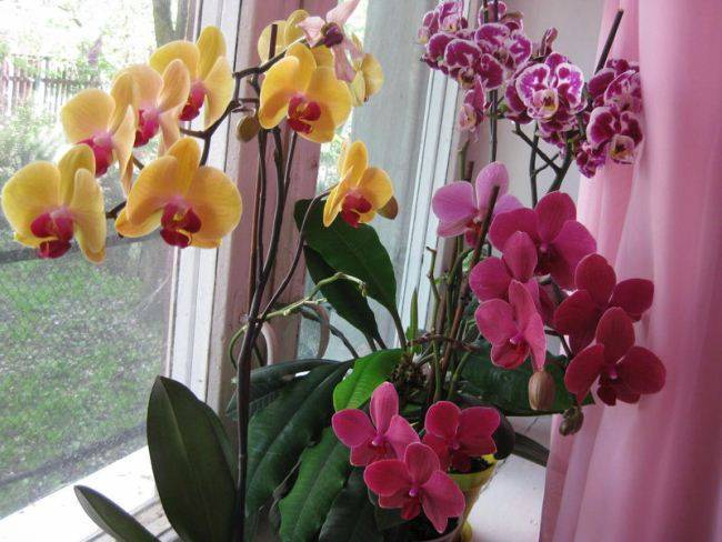 Почему у орхидеи в домашних условиях желтеют листья: причины и спасение растения