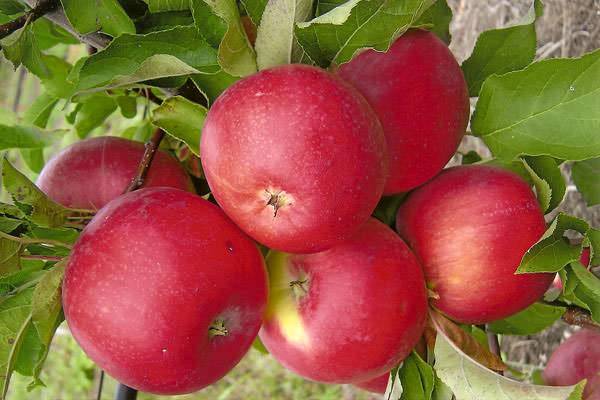 Как посадить яблоню уэлси? фото и отзывы
