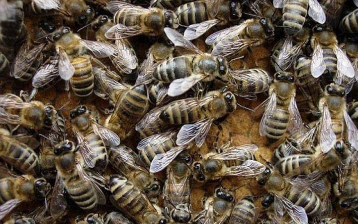 Среднерусская порода пчел: отличительные черты и правила ухода за ней