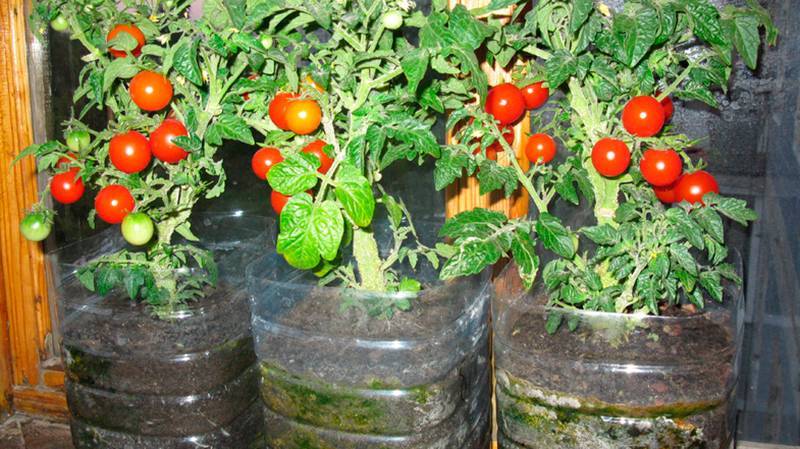 Помидоры черри – выращивание мелкоплодных томатов