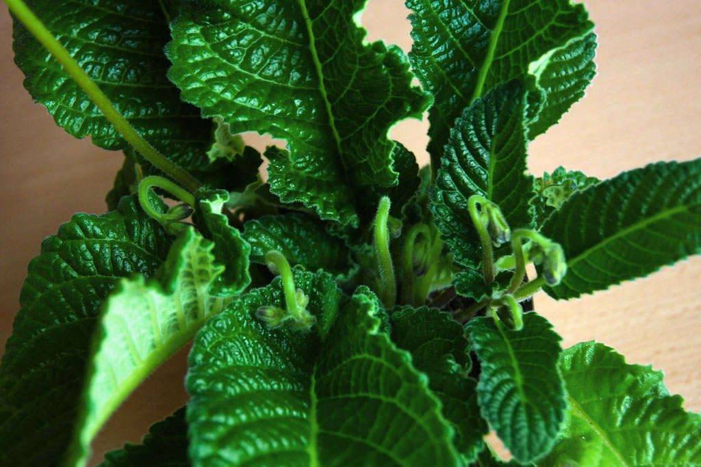 Выращивание стрептокарпуса из семян в домашних условиях с пошаговыми фото