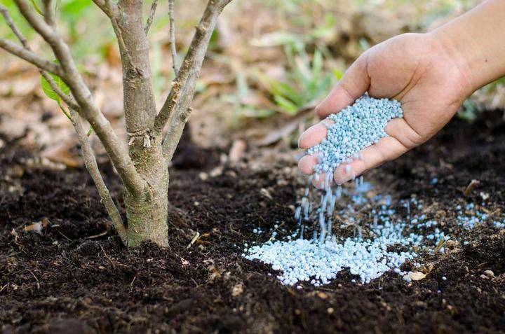 Как вносить навоз: основные требования при удобрении почвы органикой