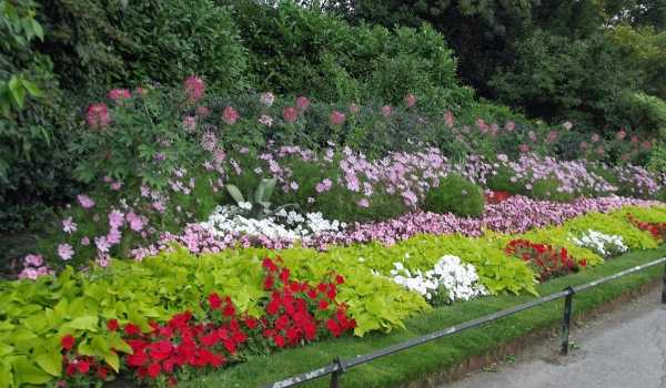 15 фантастически красивых цветов для летнего контейнерного сада