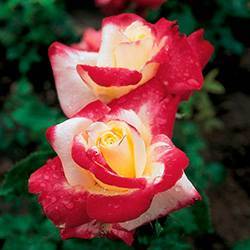 Роза Двойное Удовольствие - фото и описание сорта, посадка, уход