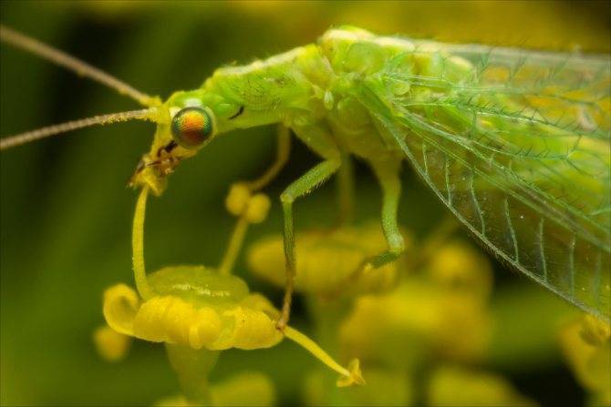 Виды насекомых вредителей