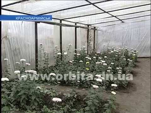 Выращивание хризантемы в теплице на срез