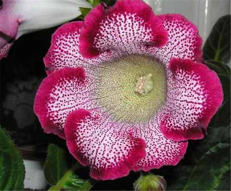 Синнингия гибридная или глоксиния: посадка семян, клубней и уход за комнатным цветком после пересадки