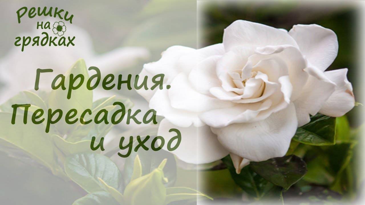 Гардения: как вырастить и добиться цветения красавицы со строптивым нравом
